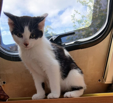 Cats for sale