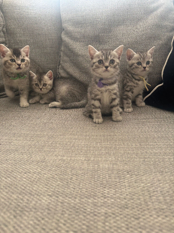 GCCF BSH registered kittens