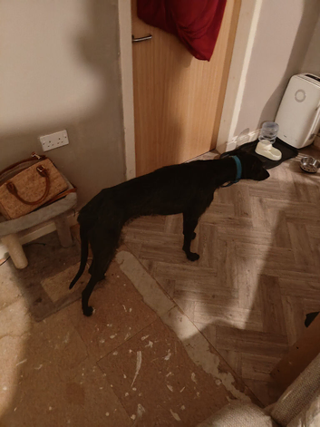 Greyhound cross