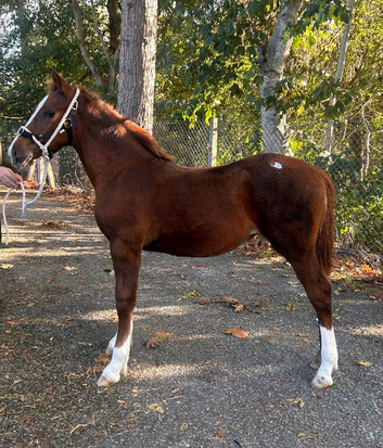 Welsh D filly foals