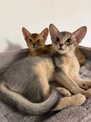 Two Gorgeous Abyssinian Kittens &zwj;