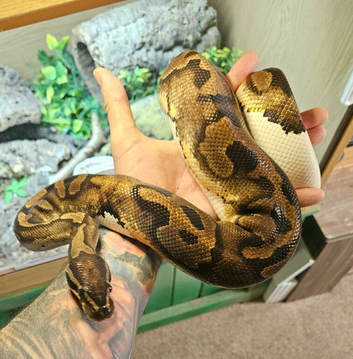 CB20 Female Pastel Pied ball python Proven Breeder