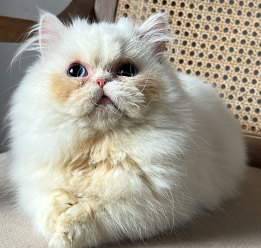 persian kitten for sale