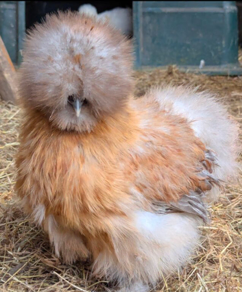 USA Silkie POL Pullets