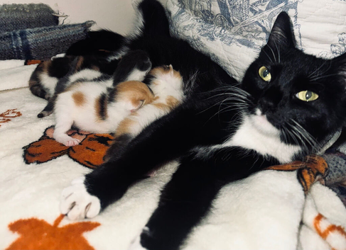 Tabby Kittens X4