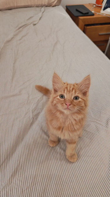 Fluffy kitten boy left
