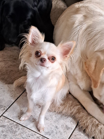 Chihuahua