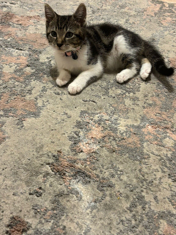 kitten needs rehoming