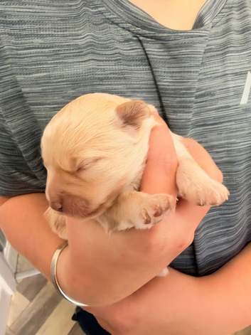 3 quarter toy poodle girl