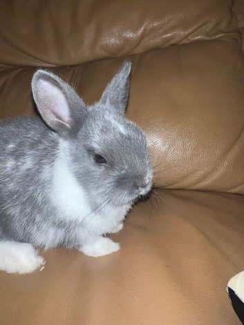Netherland dwarf Rabbit