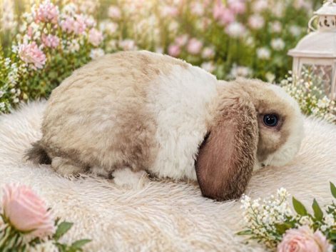 Exceptional mini plush lop buck kit. SOLD