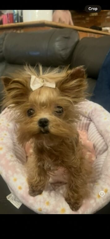 Teacup Asian Gold Dust Yorkie ONLY 1kg