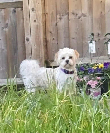 Beautiful shitzu stud