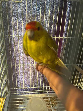 Baby hand reared kakariki