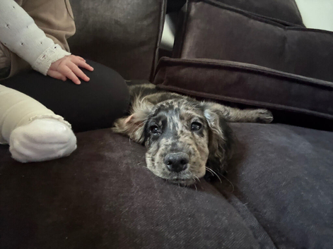 Male Cocker Spaniel Puppy