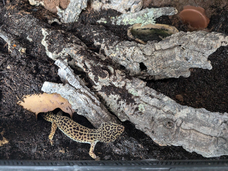 female leopard gecko with naturally scaped tank and setup included