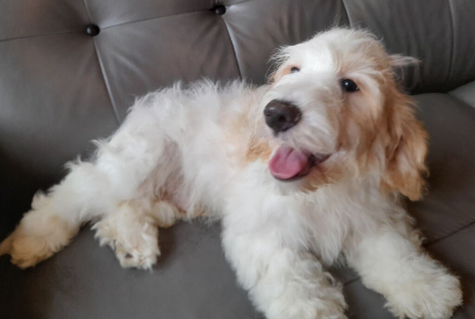COCK-A-CHON 1 male Available