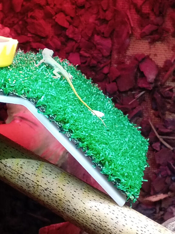 Selling my breeding anoles 2 adult females 1 adult male and 20 juveniles job lot &pound;80 ono in Wrexham