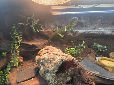 Green iguana and custom tank