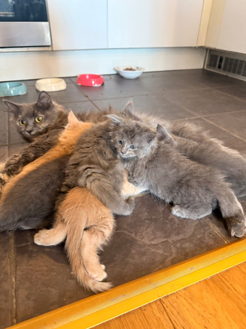 * All Reserved * Adorable 5-Week-Old Kittens Ready for a Loving Home!