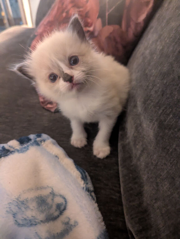 Ragdoll kitten for sale 7 weeks old