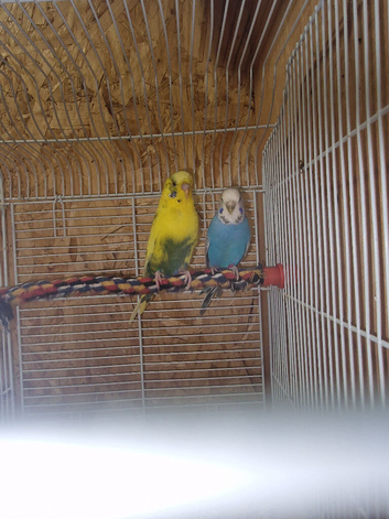 Breeding pair of budgies