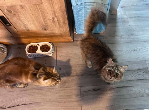 Two maine coon/ persian females for forever home