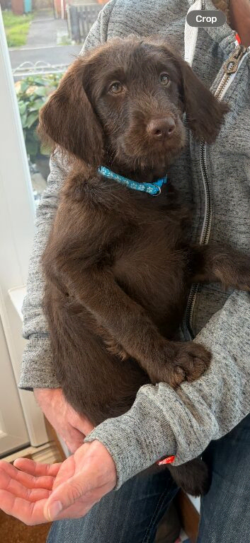 Labradoodle FEMALE puppy