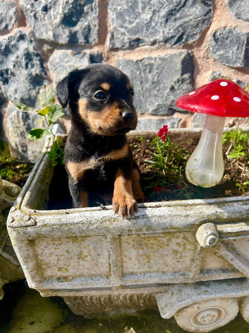 Cavalier x collie