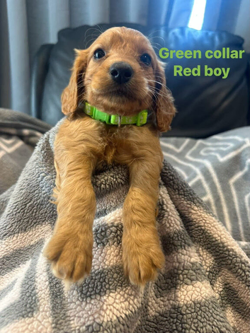 F1 cockapoo ready 16 July