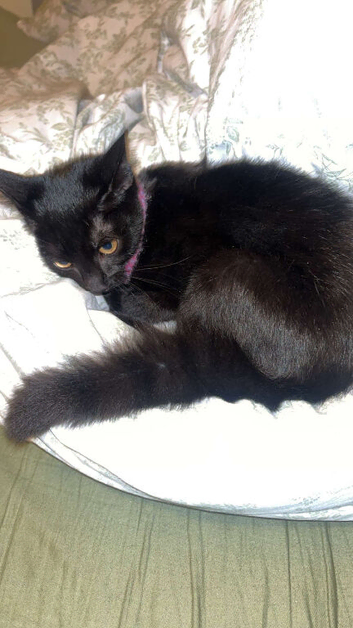 16 week old kittens