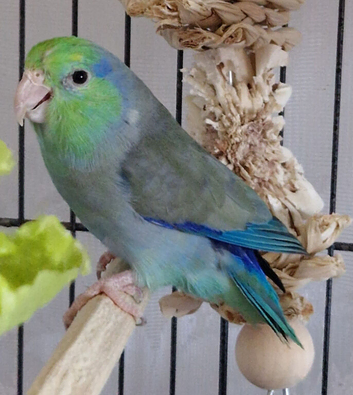 Parrotlets