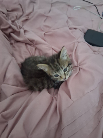 Tabby kitten