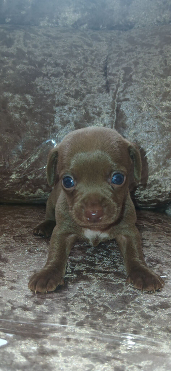 Dashund puppies