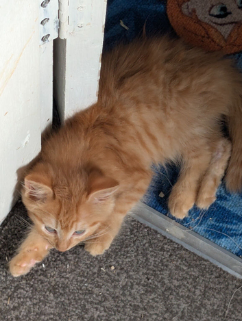 Ginger kitten 9 weeks old