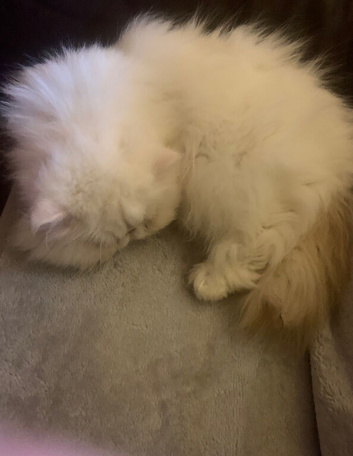 Lovely natured Persian cat