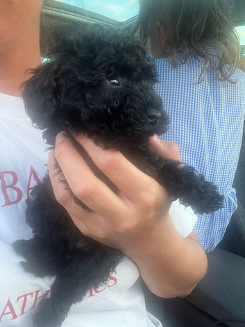 Miniature Poodle