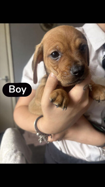 Dachshund cross jack russell puppies