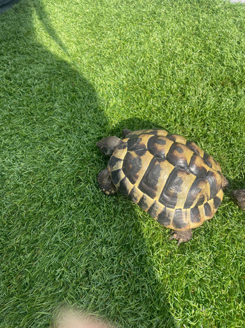 Hermann tortoises x2