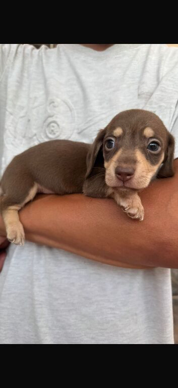 Miniature sausages