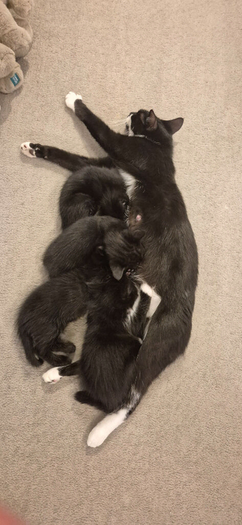 Male kitten