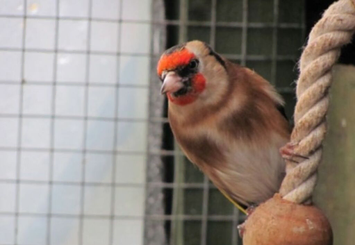 Goldfinch