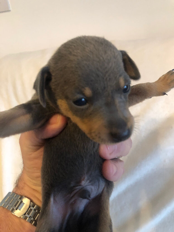 Stunning tiny Blue boy Kc registered