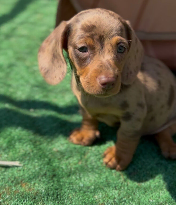 Mini dachshund puppies for sale PR clear