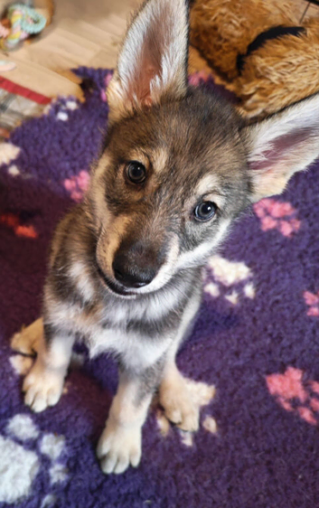 Northern Inuit puppies