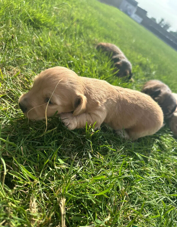long haired miniature dachshund