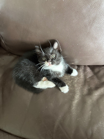 Female kitten &pound;200 ono