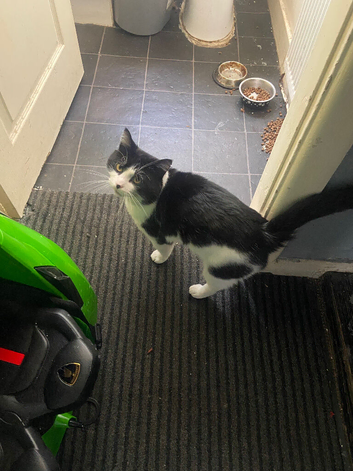 Lovely cat