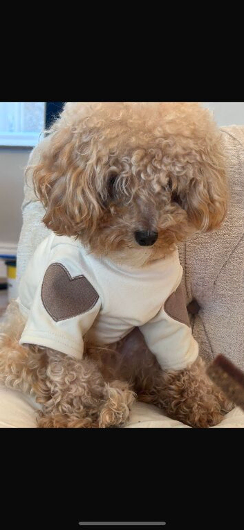 ted toy poodle super tiny)