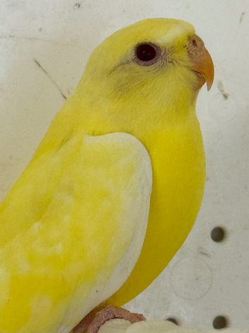 Elegant grass parakeets